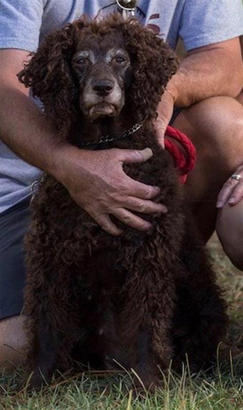 female boykin spaniel